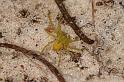 Olios_Neosparassus_ZZXYX_D7872_Z_89_North Stradbroke island_Australie